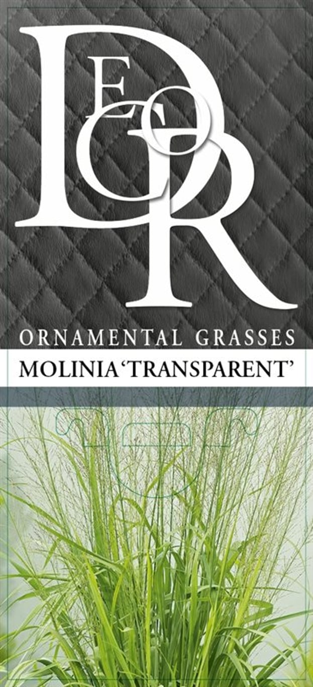Molinia arund. 'Transparent' - C2
